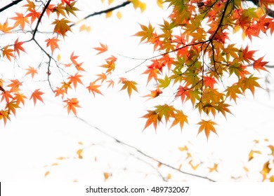 15,231 Japanese maple white background Images, Stock Photos & Vectors ...