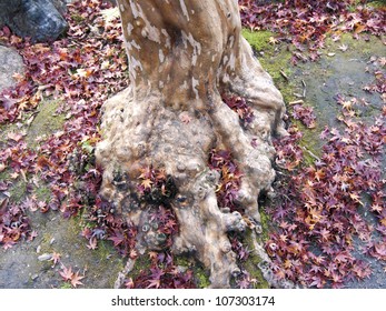 Japanese Maple Tree Roots And Trunk  With Red Leafs Around; Focus On The Roots And Front Leafs