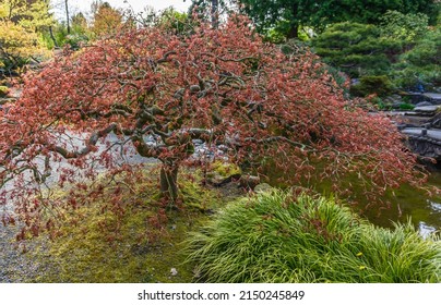 A Japanese Maple Tree In Seatac, Washington.