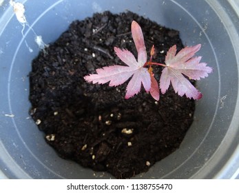 Japanese Maple Tree Seedling