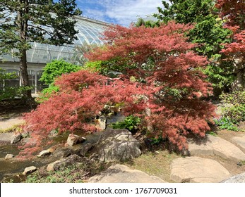 Japanese Maple Trees In Pittsburg, PA.