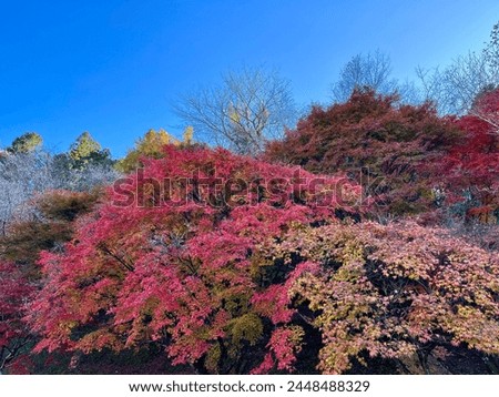 Japanese Maple trees in red, pink, brown and yellowish pink with beautiful fall sky in Background, Japan