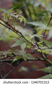 Japanese Maple, Winter