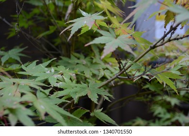 Japanese Maple, Winter