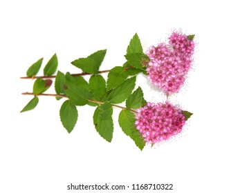 The Japanese Meadowsweet Spiraea Japonica With Pink Flowers Isolated On White Background