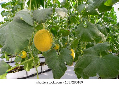 Japanese Melon Farm Greenhouse Stock Photo 1537280189 | Shutterstock