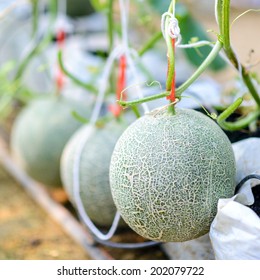 527 Japanese Melon In Green House Farm Images, Stock Photos & Vectors ...