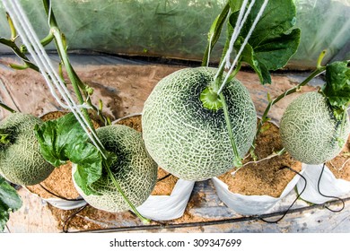 527 Japanese Melon In Green House Farm Images, Stock Photos & Vectors ...