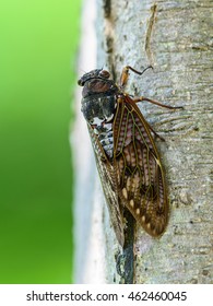 183 Cicada baby Images, Stock Photos & Vectors | Shutterstock