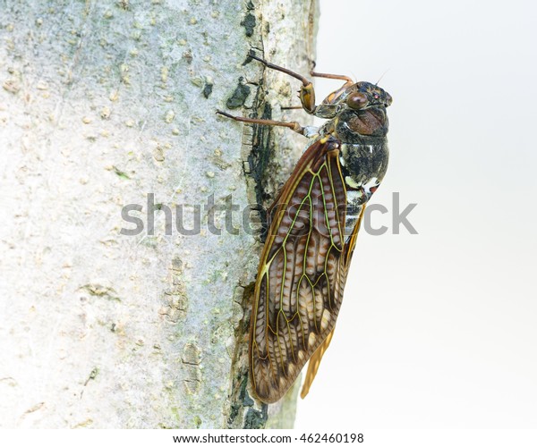 Japanese Minminzemi Oncotympana Maculaticollis Cicada Insect Stock Photo Edit Now