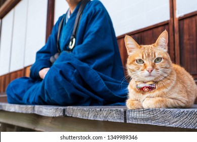 Japanese Monk Cute Cat