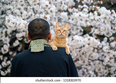 Japanese Monk Sakura Cat