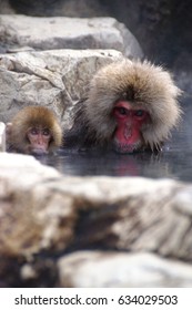Japanese Monkey
					