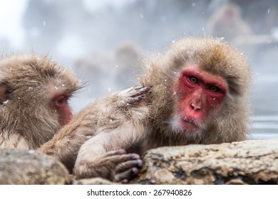  Japanese monkey with red face