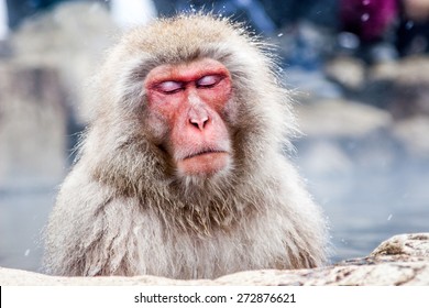 18,605 Red faced monkey Images, Stock Photos & Vectors | Shutterstock