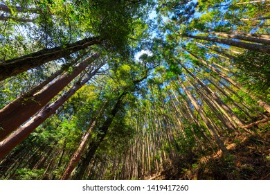 Japanese Mountain Forest Of The Kumano Kodo Pilgrimage Trail.