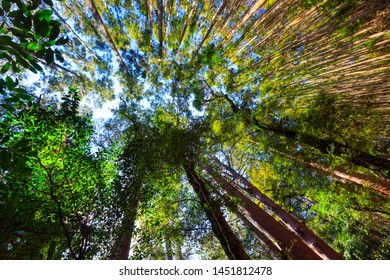 Japanese Mountain Forest Of The Kumano Kodo Pilgrimage Trail.