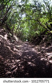 Japanese Mountain Path