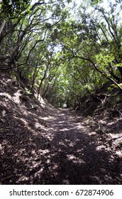 Japanese Mountain Path.