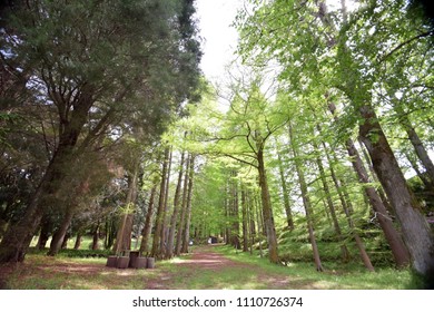 Japanese Mountain Path In Osaka.