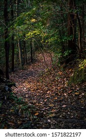 A Japanese Mountain Path And Rich Green