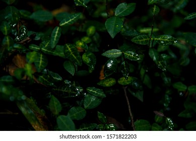 A Japanese Mountain Path And Rich Green