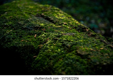 A Japanese Mountain Path And Rich Green