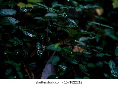 A Japanese Mountain Path And Rich Green