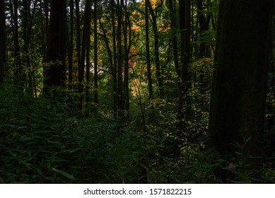 A Japanese Mountain Path And Rich Green