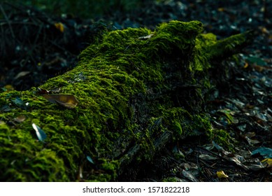 A Japanese Mountain Path And Rich Green