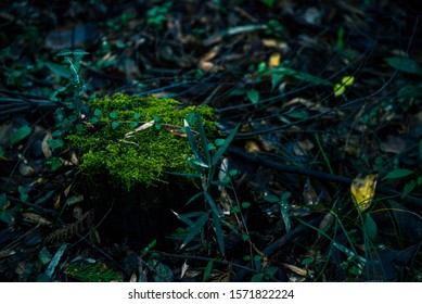 A Japanese Mountain Path And Rich Green