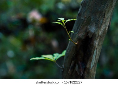 A Japanese Mountain Path And Rich Green