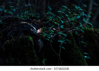 A Japanese Mountain Path And Rich Green