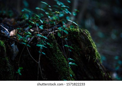 A Japanese Mountain Path And Rich Green