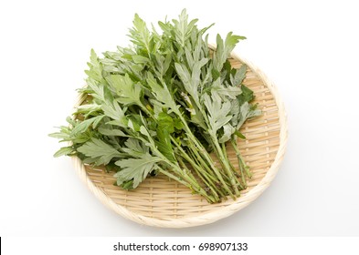 Japanese Mugwort