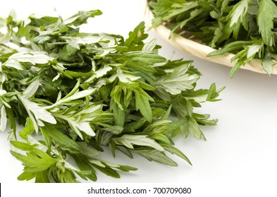 Japanese Mugwort