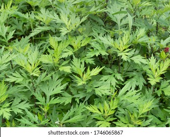 839 Japanese Mugwort Images Stock Photos Vectors Shutterstock 839 Japanese Mugwort Images Stock Photos Vectors Shutterstock
