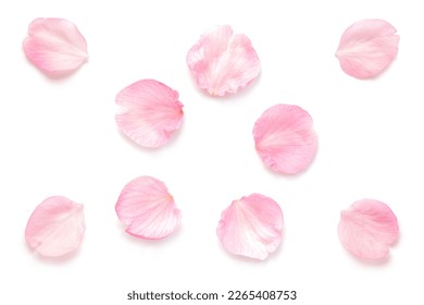 Japanese natural pink cherry blossom petals isolated on pure white background, spring photography