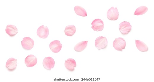 Japanese natural pink cherry blossom petals isolated. pure white background. spring photography set. - Powered by Shutterstock