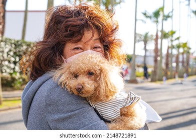 353 Japanese toy poodle Images, Stock Photos & Vectors | Shutterstock