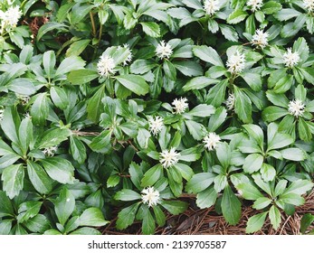 Japanese pachysandra or Pachysandra terminalis. White flowers with thick filaments above clusters of leaves pale green to yellowish green on short creeping stems