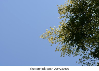 Japanese Pagoda Tree Against Blue Sky - Latin Name - Sophora Japonica