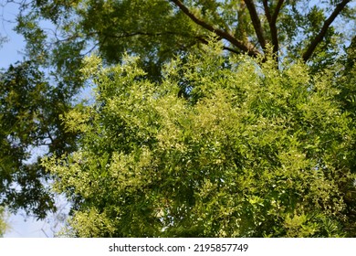 Japanese Pagoda Tree Branches With Flowers - Latin Name - Sophora Japonica