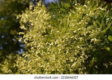 Japanese Pagoda Tree Branches With Flowers - Latin Name - Sophora Japonica