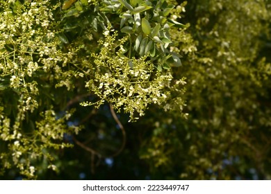 Japanese Pagoda Tree Branches With Flowers - Latin Name - Sophora Japonica