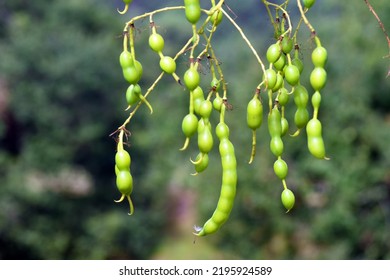 Japanese Pagoda Tree Fruits (Styphnolobium Japonicum, Or Sophora Japonica)