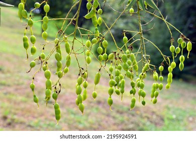 Japanese Pagoda Tree Fruits (Styphnolobium Japonicum, Or Sophora Japonica)