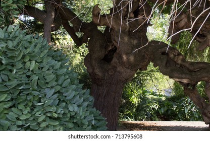 Japanese Pagoda Tree. Old Sophora Japonica Is In The Background.