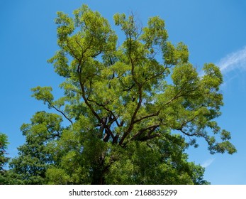 Japanese Pagoda Tree Poisonous Tree Poison Plant