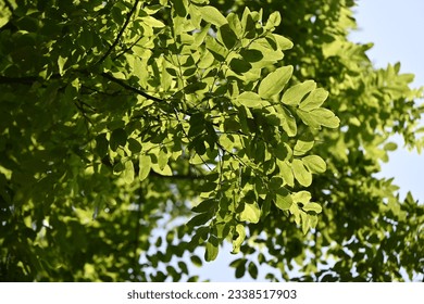 Japanese pagoda tree ( Sophola japonica ) leaves and flowers. Fabaceae deciduous tree native to China. White butterfly-shaped flowers bloom from July to August. - Shutterstock ID 2338517903
